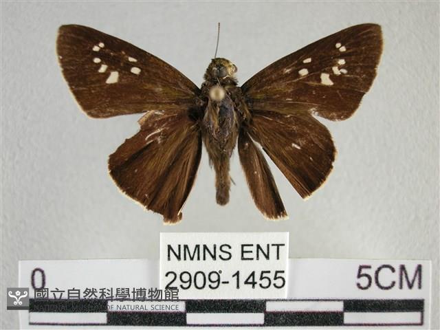 黯弄蝶藏品圖，第1張