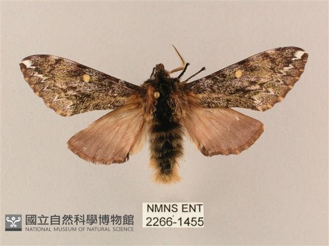 井上氏絨毛天蛾藏品圖，第1張