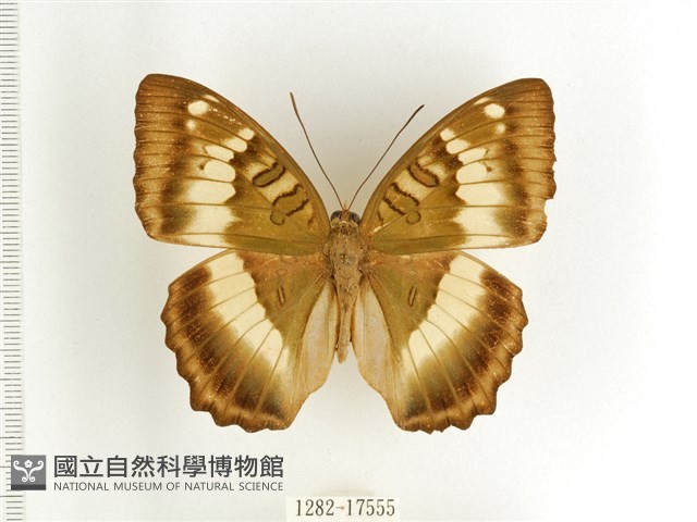 臺灣翠蛺蝶藏品圖，第1張