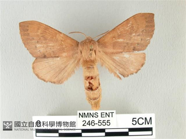 馬尾松枯葉蛾藏品圖，第1張