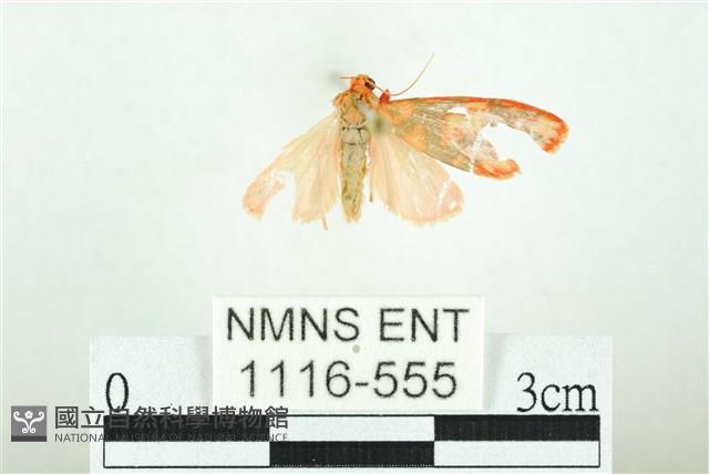 三色豔苔蛾藏品圖，第1張