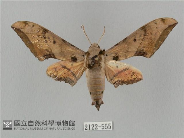 廣東鷹翅天蛾藏品圖，第1張