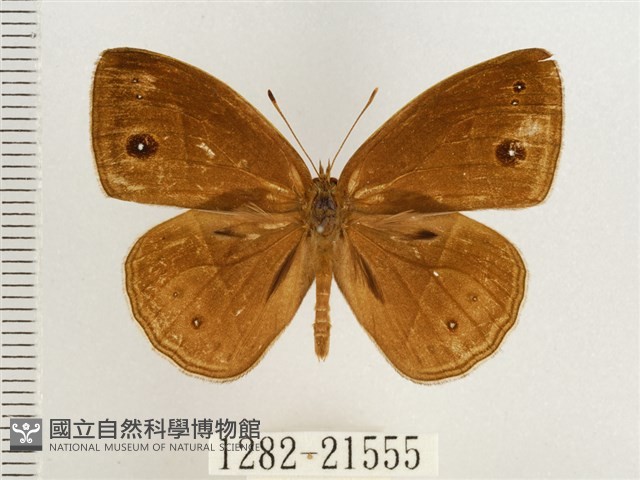 淺色眉眼蝶藏品圖，第1張