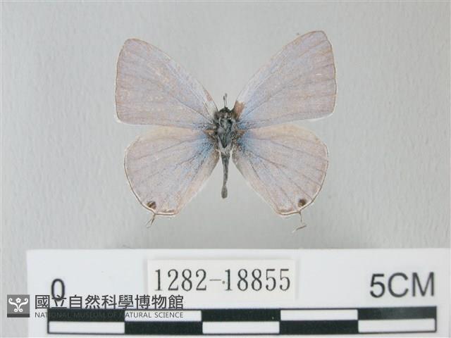 青珈波灰蝶藏品圖，第1張