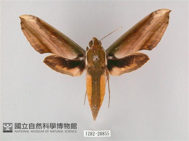 綠背斜紋天蛾藏品圖，第1張