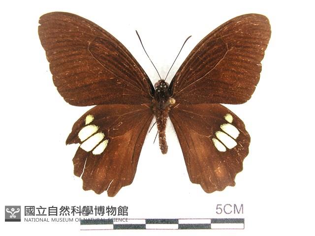 無尾白紋鳳蝶藏品圖，第1張