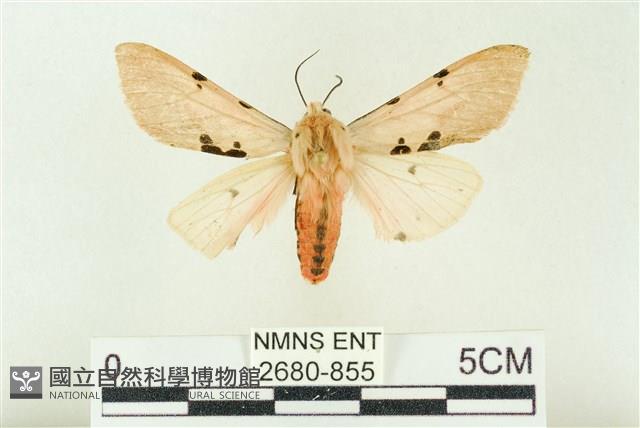 棍棒污燈蛾藏品圖，第1張