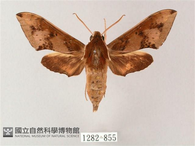 雙斑白肩天蛾藏品圖，第1張