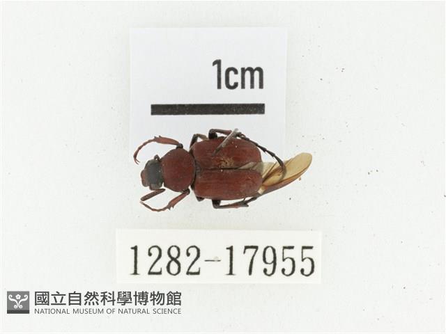 血紅虎斑花金龜藏品圖，第1張