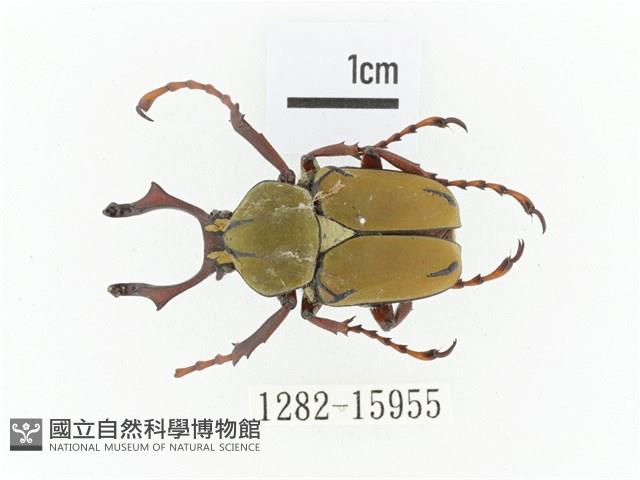 臺灣角金龜藏品圖，第1張