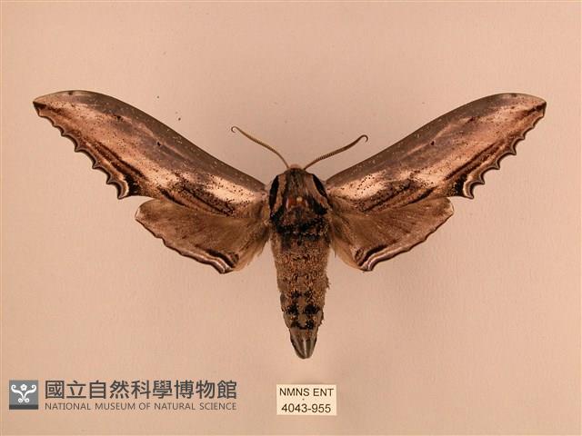 臺灣鋸翅天蛾藏品圖，第1張