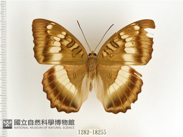 臺灣翠蛺蝶藏品圖，第1張