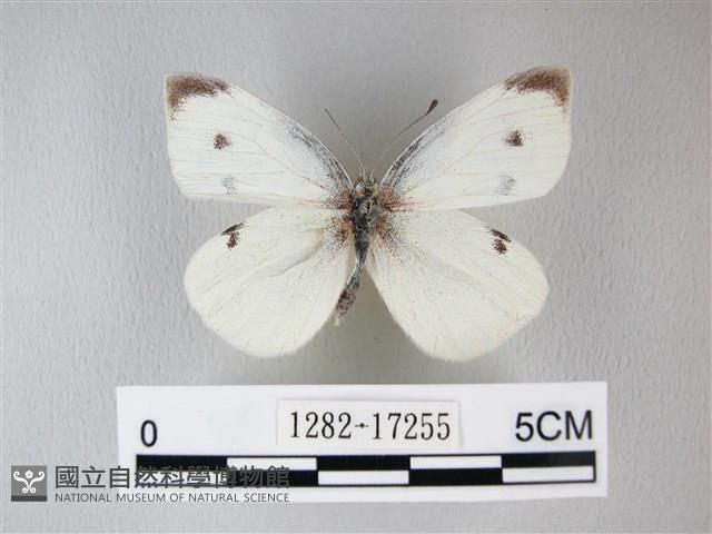 白粉蝶、紋白蝶藏品圖，第1張