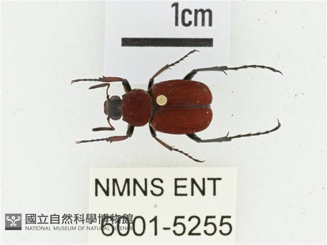 血紅虎斑花金龜藏品圖，第1張