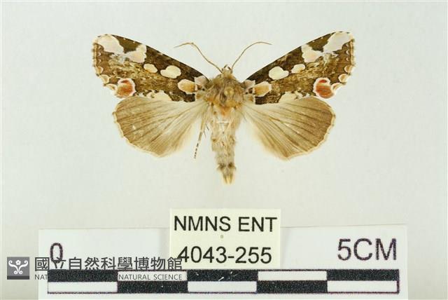 連珠波紋蛾藏品圖，第1張