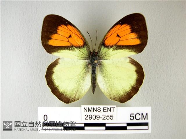 異粉蝶、雌白黃蝶藏品圖，第1張