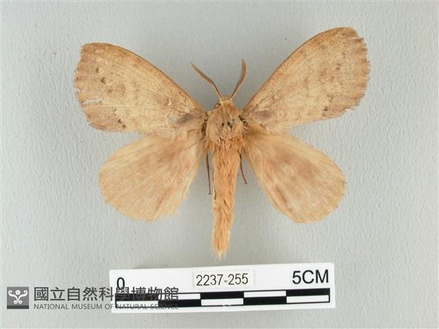 波紋枯葉蛾藏品圖，第1張