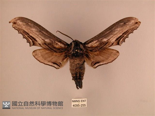 臺灣鋸翅天蛾藏品圖，第1張