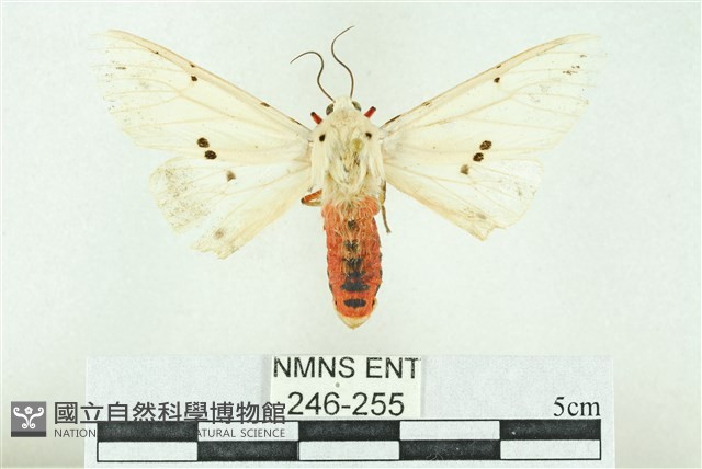 菊池污燈蛾藏品圖，第1張