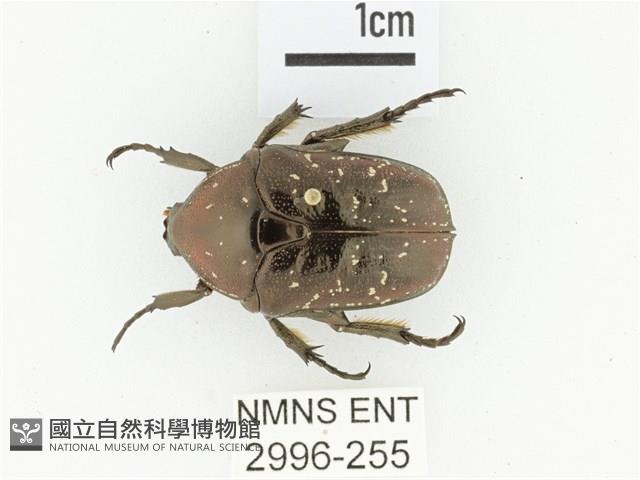 東方白點花金龜藏品圖，第1張