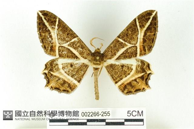 樹形尺蛾藏品圖，第1張