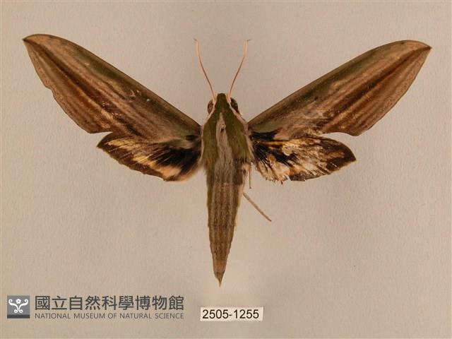 棕綠背線天蛾藏品圖，第1張