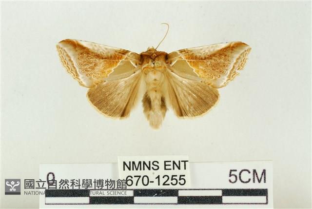 印華波紋蛾藏品圖，第1張