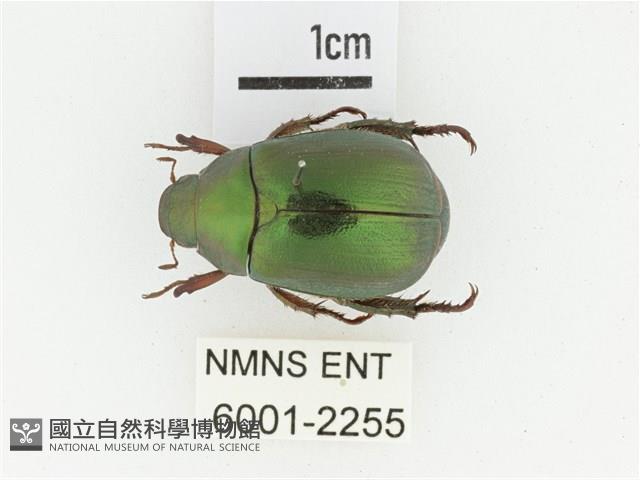 綠艷金龜藏品圖，第1張