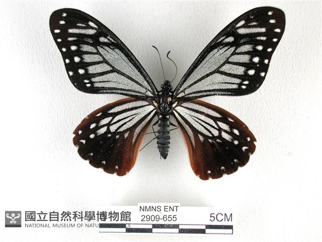 斑鳳蝶藏品圖，第1張