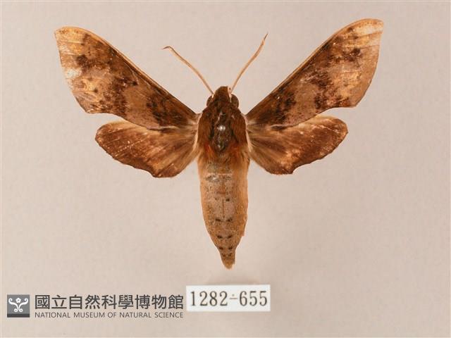 雙斑白肩天蛾藏品圖，第1張