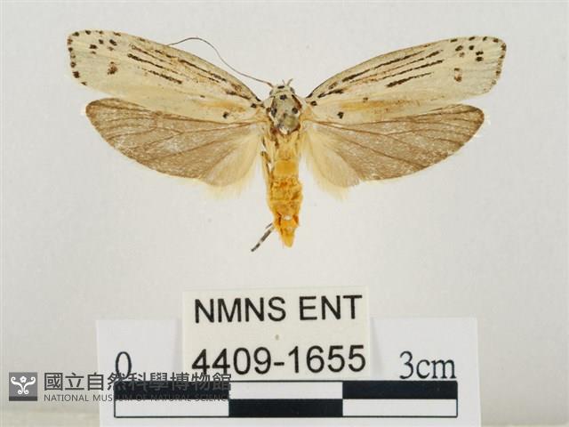 線紋篩蛾藏品圖，第1張