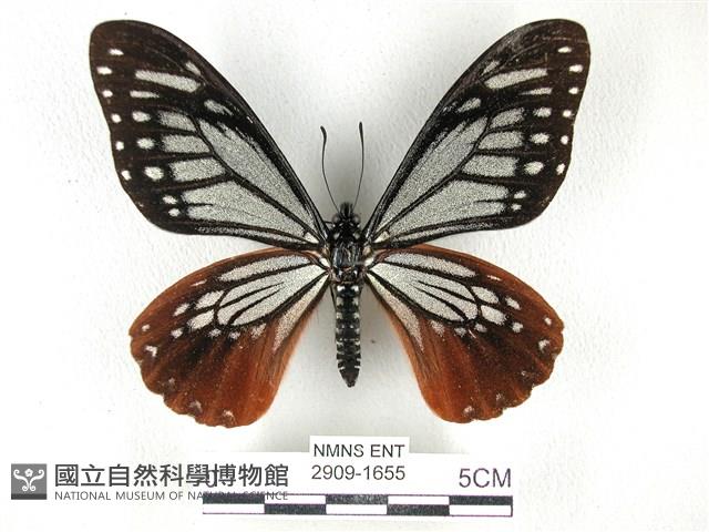 斑鳳蝶藏品圖，第1張