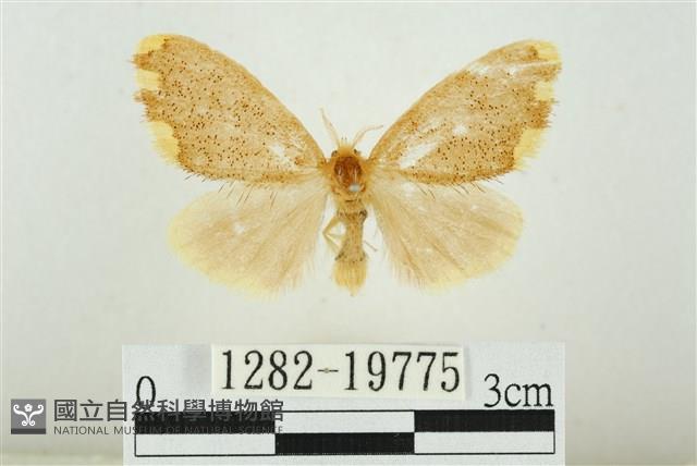 黑翅黃毒蛾藏品圖，第1張