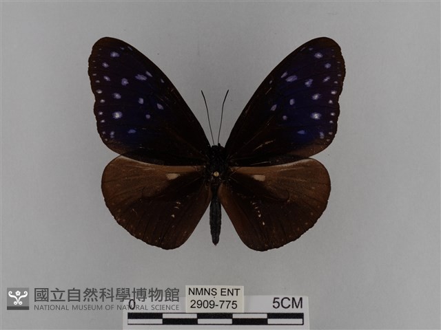 異紋紫斑蝶藏品圖，第1張