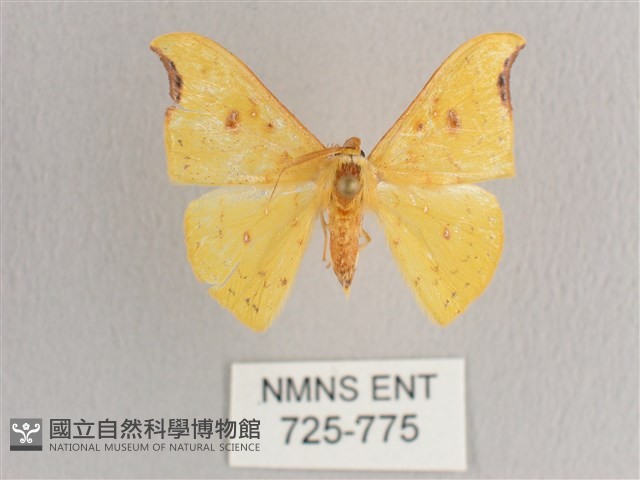 彎黑黃鉤蛾藏品圖，第1張