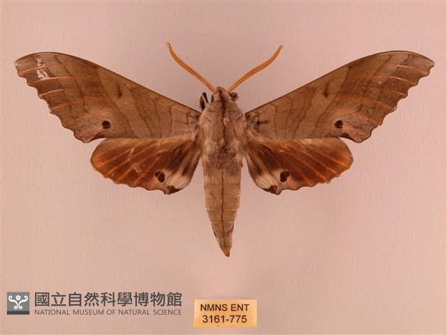 栗六點天蛾藏品圖，第1張