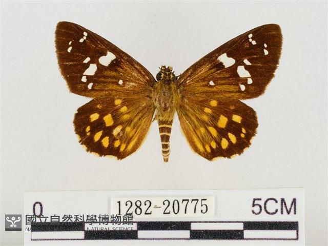 臺灣流星弄蝶藏品圖，第1張