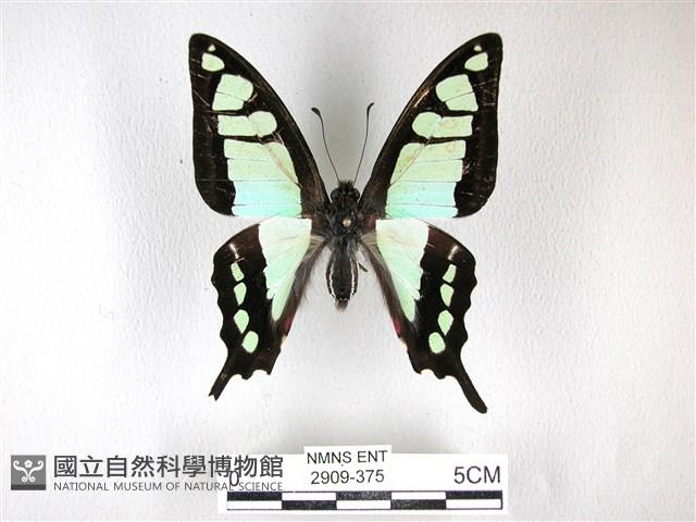 寬帶青鳳蝶藏品圖，第1張