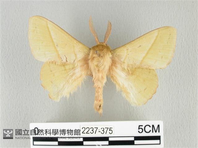 青枯葉蛾藏品圖，第1張