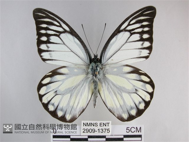 鋸粉蝶藏品圖，第1張