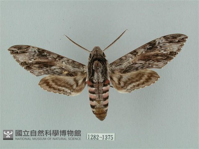 蝦殼天蛾藏品圖，第1張