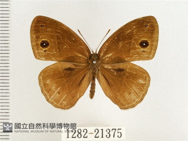 淺色眉眼蝶藏品圖，第1張