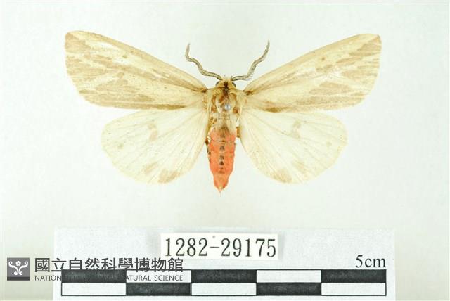 赭新污燈蛾藏品圖，第1張