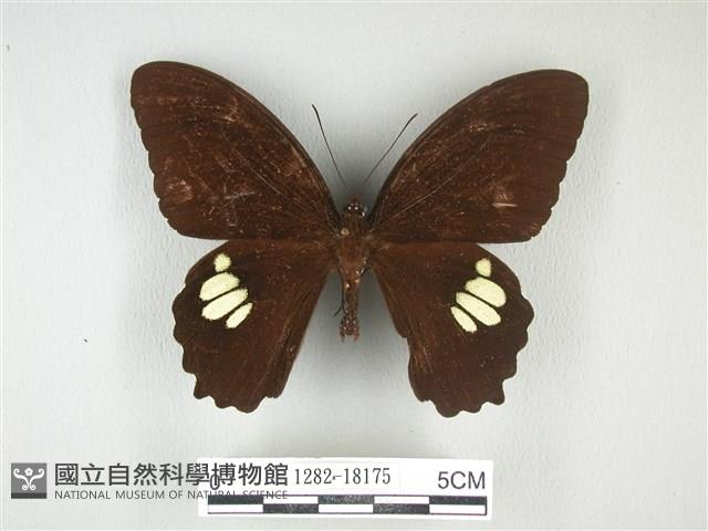 無尾白紋鳳蝶藏品圖，第1張