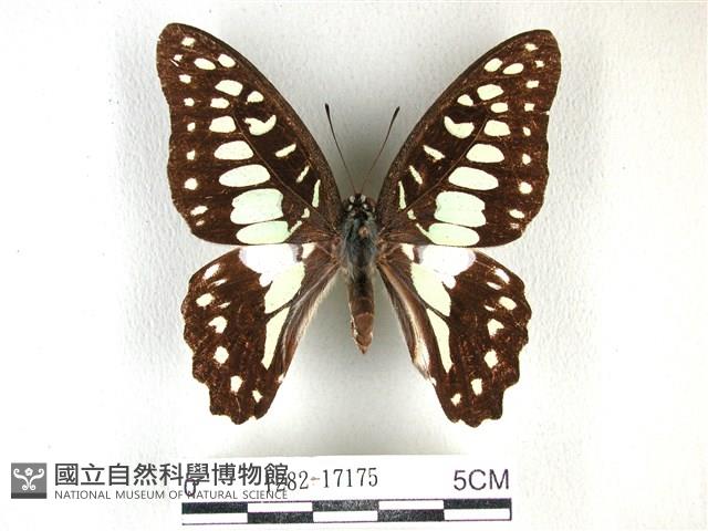木蘭青鳳蝶藏品圖，第1張