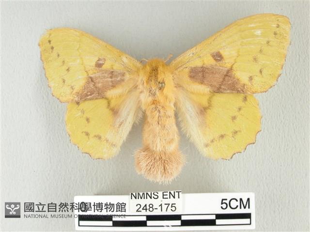 青枯葉蛾藏品圖，第1張