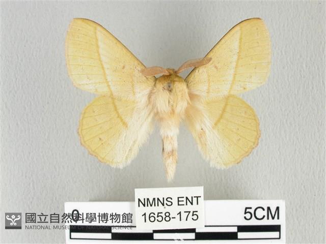 青枯葉蛾藏品圖，第1張