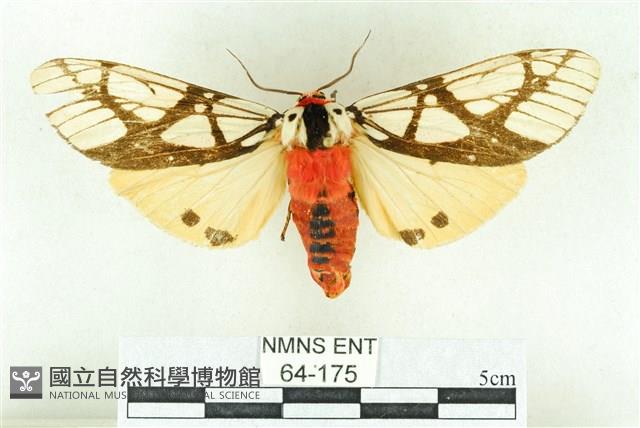 乳白斑燈蛾藏品圖，第1張