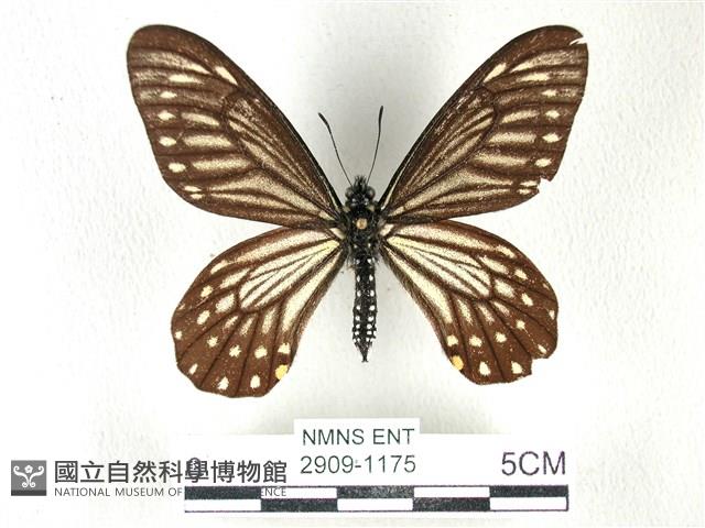 黃星斑鳳蝶藏品圖，第1張