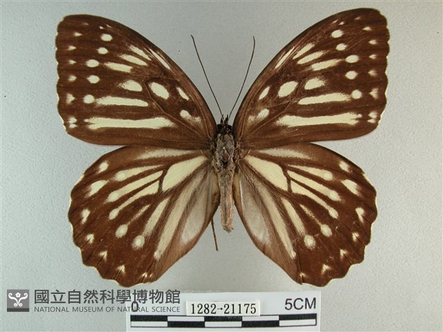 臺灣斑眼蝶藏品圖，第1張